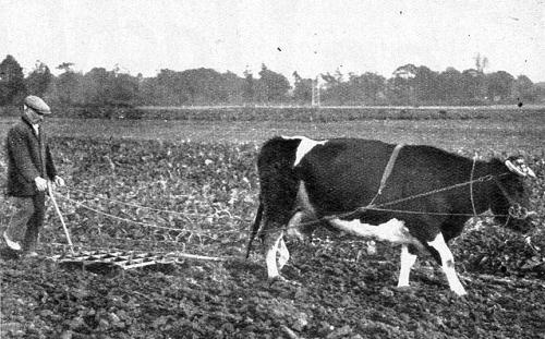 Koe als werkpaard Limbricht 1932