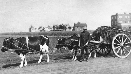 Koe als trekpaard boer Laumen Ophoven 1928